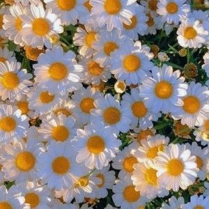 Meet your Posher, Mia